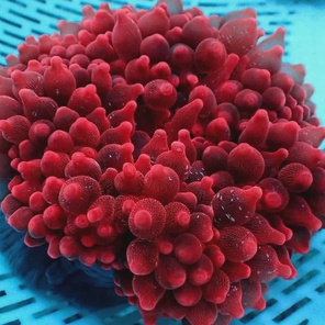 Пузырчатая актиния / Entacmaea quadricolor